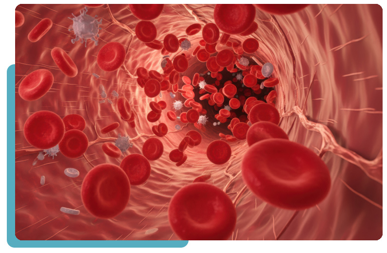 tick bites, it can pass alpha-gal from its saliva into the bloodstream.