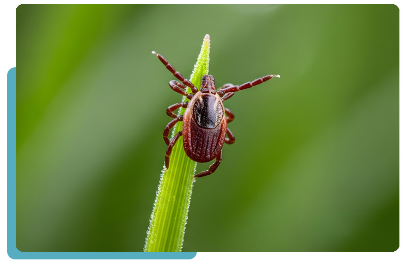 Babesiosis symptoms - from tick bite