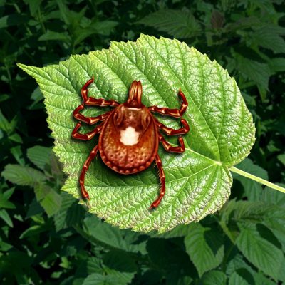 Alpha gal lone star tick