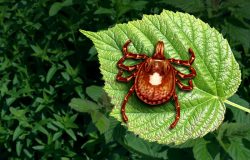 alpha-gal-lone-star-tick