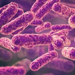 Bartonella bacilliformis