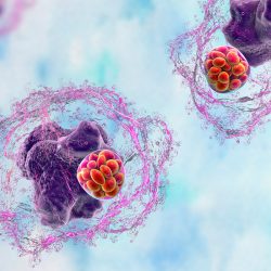 coinfections ehrlichiosis