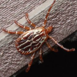 Gulf Coast tick
