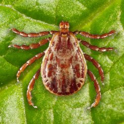 Rocky mountain wood tick